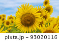 花の海の向日葵 花の海の向日葵 93020116