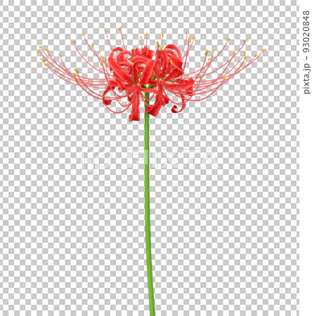 彼岸花 ヒガンバナ 曼珠沙華 イラスト リアル 93020848