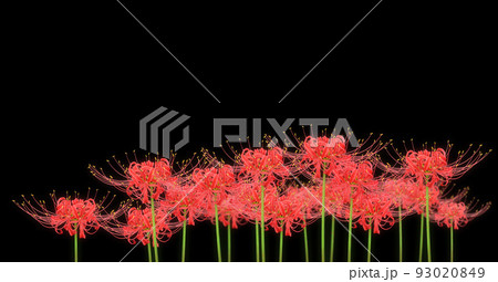 彼岸花 ヒガンバナ 曼珠沙華 イラスト リアル 93020849