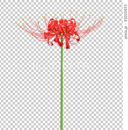 cluster amaryllis red spider lily illustration realistic 93020855
