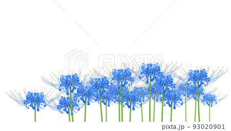 blue amaryllis red spider lily illustration - Stock