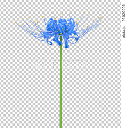 blue amaryllis red spider lily illustration realistic 93020906
