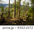 森の中で倒れている木 森の中で倒れている木 93021072