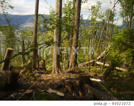 森の中で倒れている木 93021072