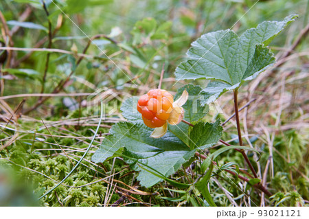 Wild marsh berry cloudberry ripened in forest swamp in middle of summer. Wild marsh berry cloudberry ripened in forest swamp in middle of summer. 93021121