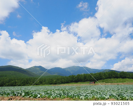 群馬・嬬恋村　キャベツ畑 93021505