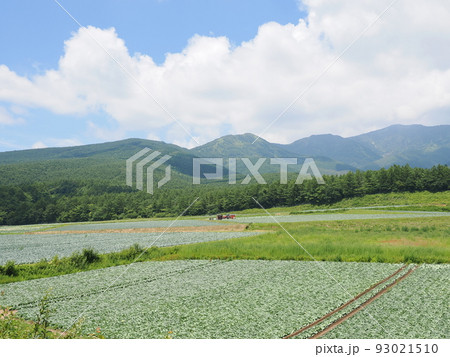 群馬・嬬恋村 キャベツ畑 群馬・嬬恋村 キャベツ畑 93021510