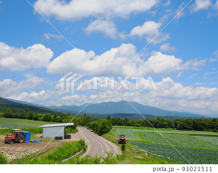 群馬・嬬恋村 キャベツ畑 群馬・嬬恋村 キャベツ畑 93021511