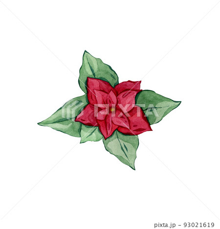 Watercolor botanical drawing, Christmas poinsettia flower, red leaves, hand drawn illustration. 93021619