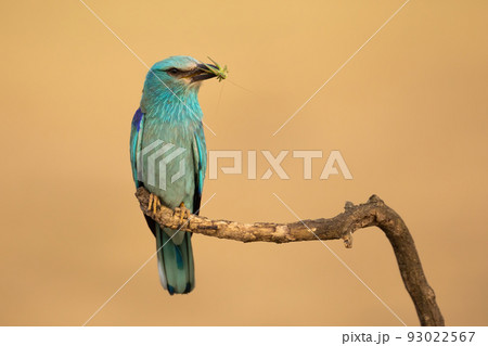 European roller holding insect in beak on branch with copy space European roller holding insect in beak on branch with copy space 93022567