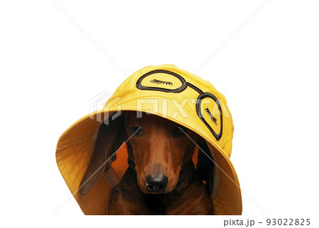 image of dog hat white background  93022825