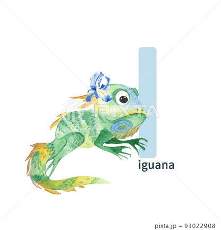 Letter I, iguana, cute kids colorful animal ABC alphabet. Watercolor illustration isolated on white background. Letter I, iguana, cute kids colorful animal ABC alphabet. Watercolor illustration isolated on white background. 93022908