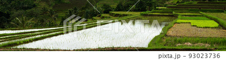 Rice Field Panorama. Main cereal in asian countries like China 93023736