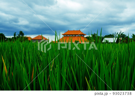 Rice field green grass blue sky cloud cloudy landscape background 93023738