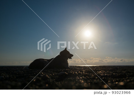 Silhouette of a dog resting on beach on sunset. 93023966