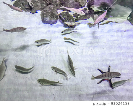 observation of the life of fish in the aquarium. small black fish swim along the bottom with sand and stones in a flock. aquarium fish house 93024153