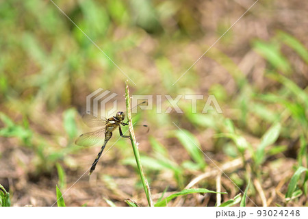 北杜市白州町、草に止まり翅を休めるムギワラトンボ 93024248