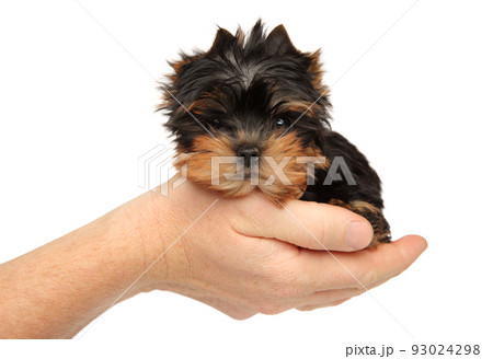 York puppy sits in his hand on a white background 93024298
