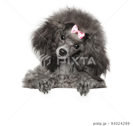 Funny gray poodle puppy 93024299