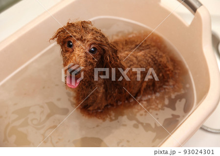 Dwarf Poodle washes in a large basin Dwarf Poodle washes in a large basin 93024301
