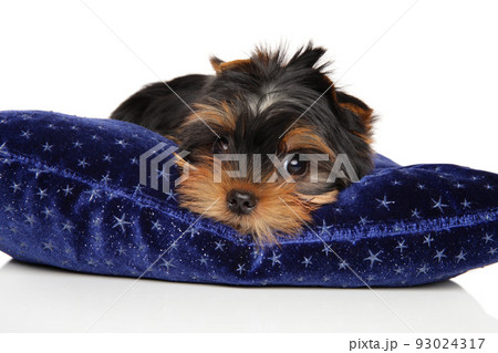 Yorkshire terrier puppy is lying on a blue pillow Yorkshire terrier puppy is lying on a blue pillow 93024317