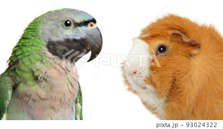 Green parrot and guinea pig 93024322