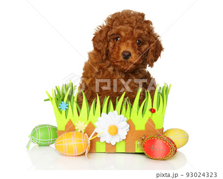 Red toy poodle puppy sits in a basket Red toy poodle puppy sits in a basket 93024323