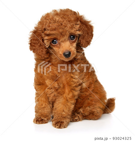 Red Toy Poodle puppy 93024325