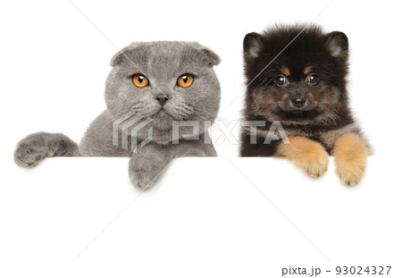 Cat and dog together 93024327