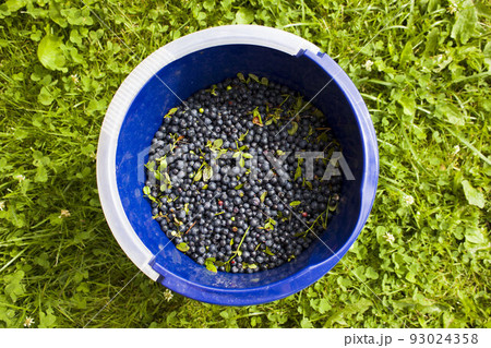big blue bucket full of blueberries stands in the forest on the grass 93024358