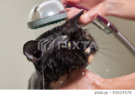 grumpy cat being washed in a bathroom by a woman with a shower. grumpy cat being washed in a bathroom by a woman with a shower. 93024376