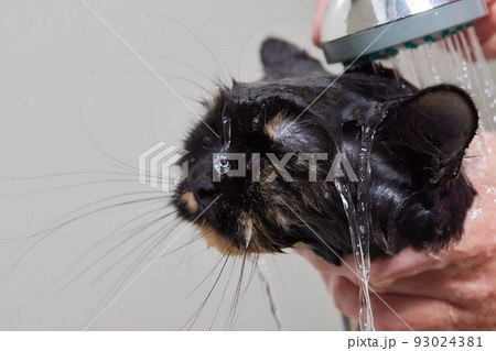 grumpy cat being washed in a bathroom by a woman with a shower. grumpy cat being washed in a bathroom by a woman with a shower. 93024381