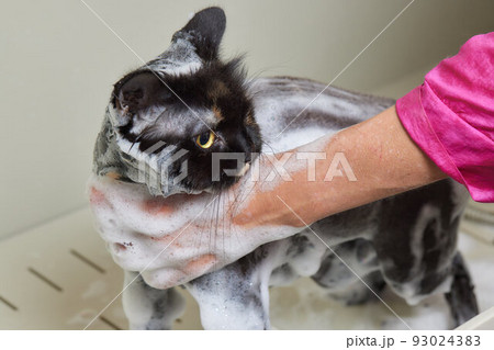 grumpy cat being washed in a bathroom by a woman with a shower. grumpy cat being washed in a bathroom by a woman with a shower. 93024383