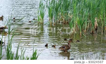 Mallard ducks with hatched ducklings in reeds, breeding season in wild ducks in spring Mallard ducks with hatched ducklings in reeds, breeding season in wild ducks in spring 93024507