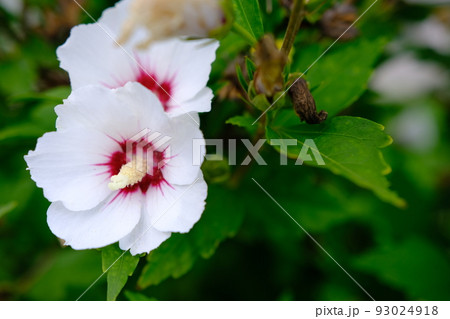 white hibiscus flower blooming in the garden, closeup of petals and pollens, nature photography gardening background white hibiscus flower blooming in the garden, closeup of petals and pollens, nature photography gardening background 93024918