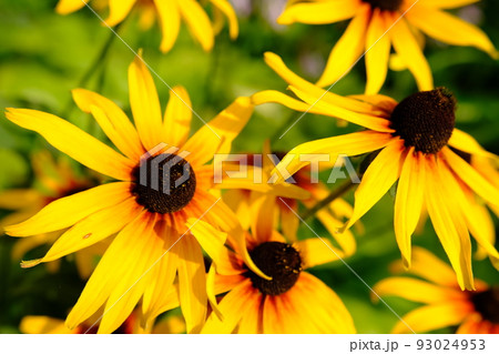 Rudbeckia fulgida sort Goldsturm 93024953