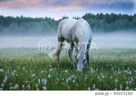 A white horse grazes in a meadow against the background of fog. A white horse grazes in a meadow against the background of fog. 93025160