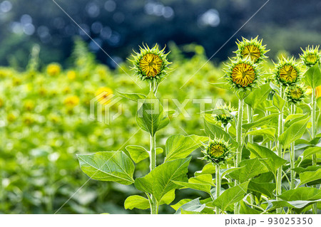 咲き始めのヒマワリ畑 93025350