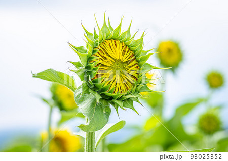 咲き始めのヒマワリ 咲き始めのヒマワリ 93025352