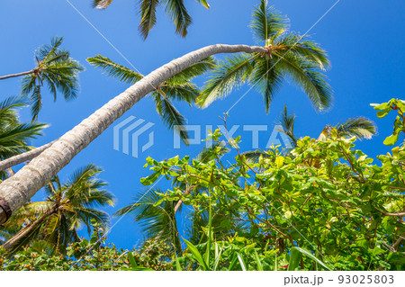 Tropical paradise 93025803