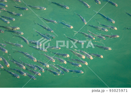 School of sardines young fish under translucent caribbean sea, Aruba beach 93025971