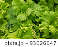 Fresh salad leaves, close-up. Background from salad leaves plant. Raw green leaf vegetables, top view. Salad leaves for poster, calendar, post, screensaver, wallpaper, postcard, card, banner, cover 93026047