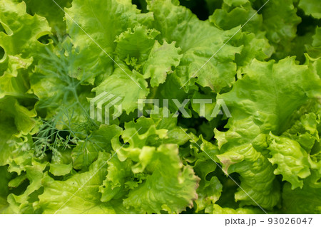 Fresh salad leaves, close-up. Background from salad leaves plant. Raw green leaf vegetables, top view. Salad leaves for poster, calendar, post, screensaver, wallpaper, postcard, card, banner, cover Fresh salad leaves, close-up. Background from salad leaves plant. Raw green leaf vegetables, top view. Salad leaves for poster, calendar, post, screensaver, wallpaper, postcard, card, banner, cover 93026047