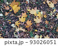 Bright autumn leaves, horizontal photo. Background from fallen leaves for publication, screensaver, wallpaper, postcard, poster, banner, cover, website. Art high-quality photography 93026051