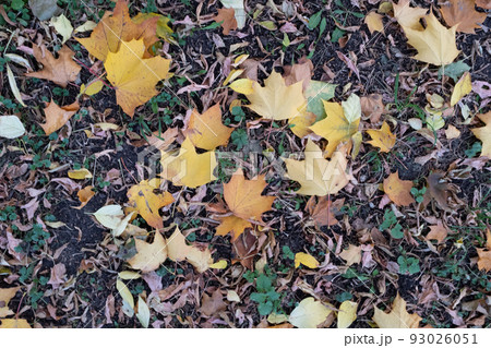 Bright autumn leaves, horizontal photo. Background from fallen leaves for publication, screensaver, wallpaper, postcard, poster, banner, cover, website. Art high-quality photography 93026051