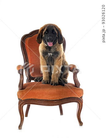 puppy Leonberger in studio 93026120