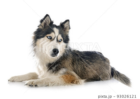 siberian husky in studio 93026121