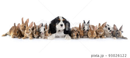 group of rex rabbits and dog 93026122