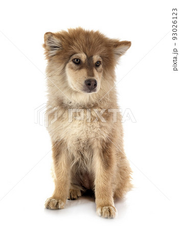 puppy Finnish Lapphund in studio 93026123
