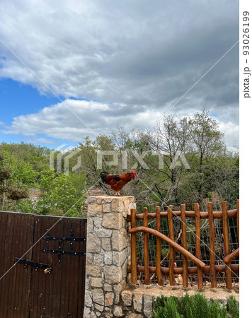 Rooster on a stone pillar of a wooden fence against the background of green trees in the garden Rooster on a stone pillar of a wooden fence against the background of green trees in the garden 93026199